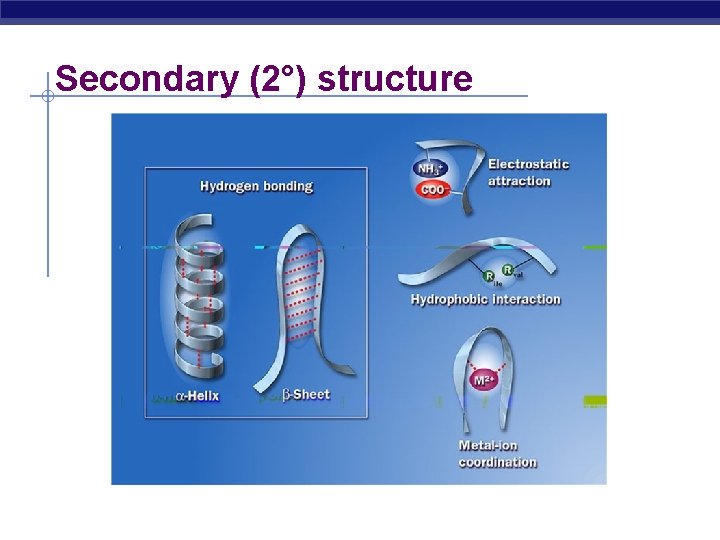 Secondary (2°) structure AP Biology 