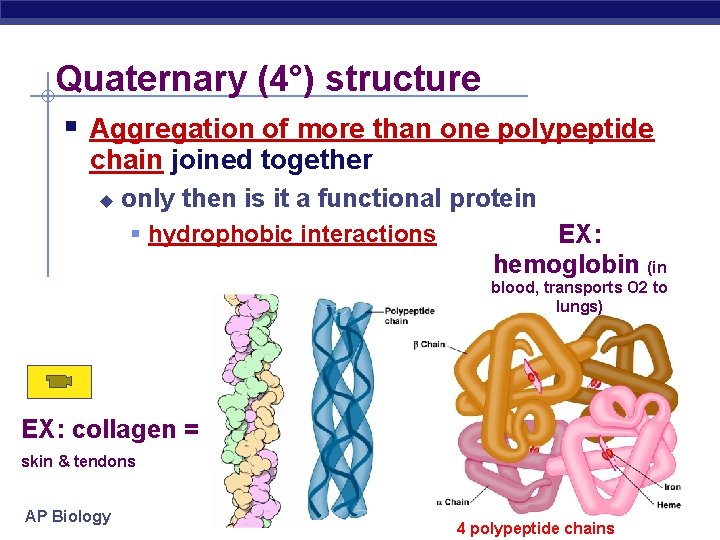 Quaternary (4°) structure Aggregation of more than one polypeptide chain joined together only then