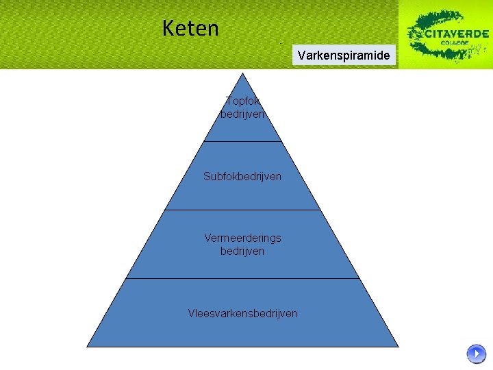 Keten Varkenspiramide Topfok bedrijven Subfokbedrijven Vermeerderings bedrijven Vleesvarkensbedrijven 