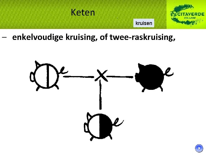 Keten kruisen – enkelvoudige kruising, of twee-raskruising, 