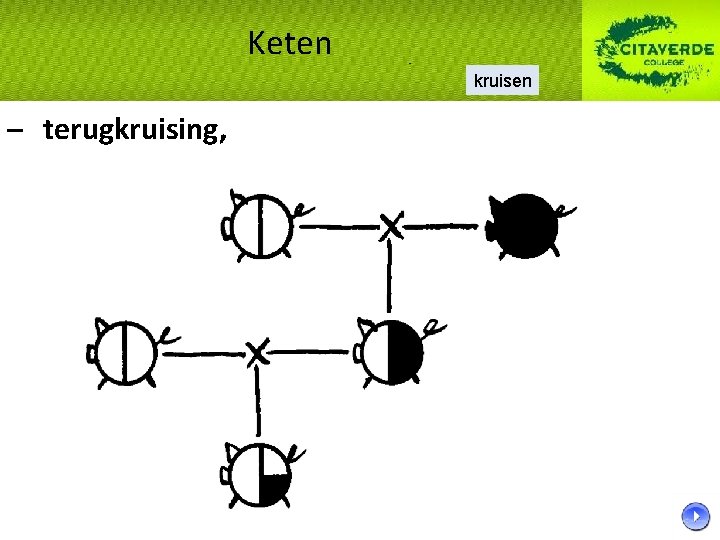 Keten kruisen – terugkruising, 