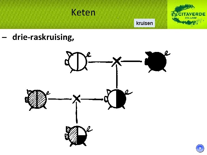 Keten kruisen – drie-raskruising, 