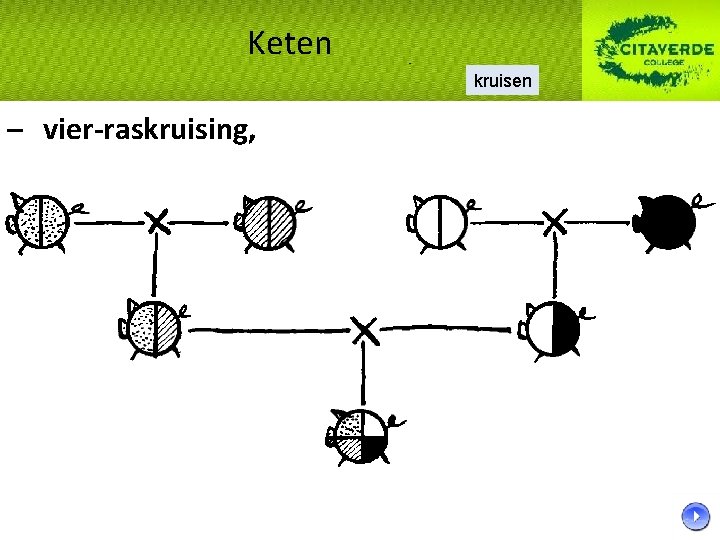 Keten kruisen – vier-raskruising, 