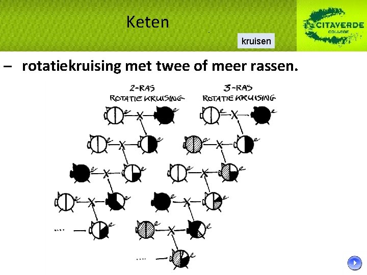 Keten kruisen – rotatiekruising met twee of meer rassen. Keten kruisen – rotatiekruising met twee of meer rassen.