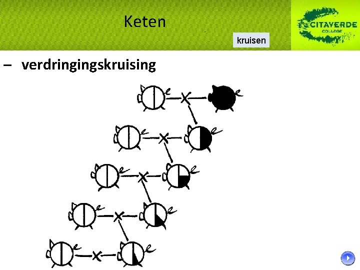 Keten kruisen – verdringingskruising Keten kruisen – verdringingskruising