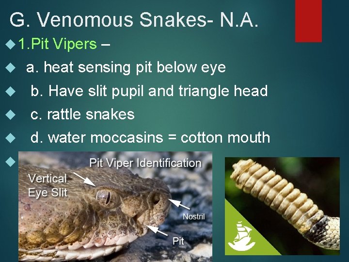 G. Venomous Snakes- N. A. 1. Pit Vipers – a. heat sensing pit below