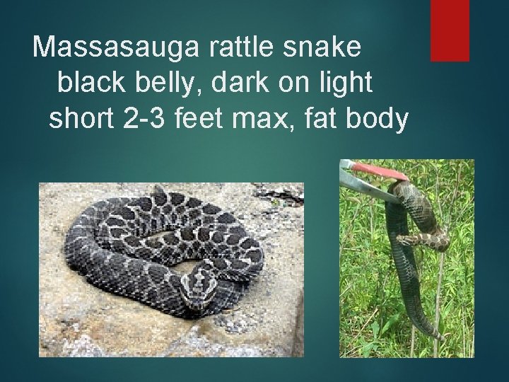 Massasauga rattle snake black belly, dark on light short 2 -3 feet max, fat