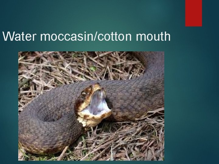 Water moccasin/cotton mouth 