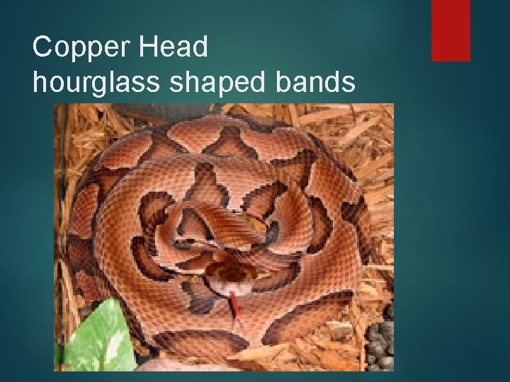 Copper Head hourglass shaped bands 