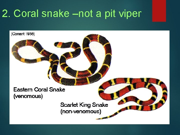 2. Coral snake –not a pit viper 