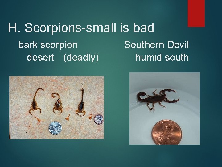 H. Scorpions-small is bad bark scorpion desert (deadly) Southern Devil humid south 