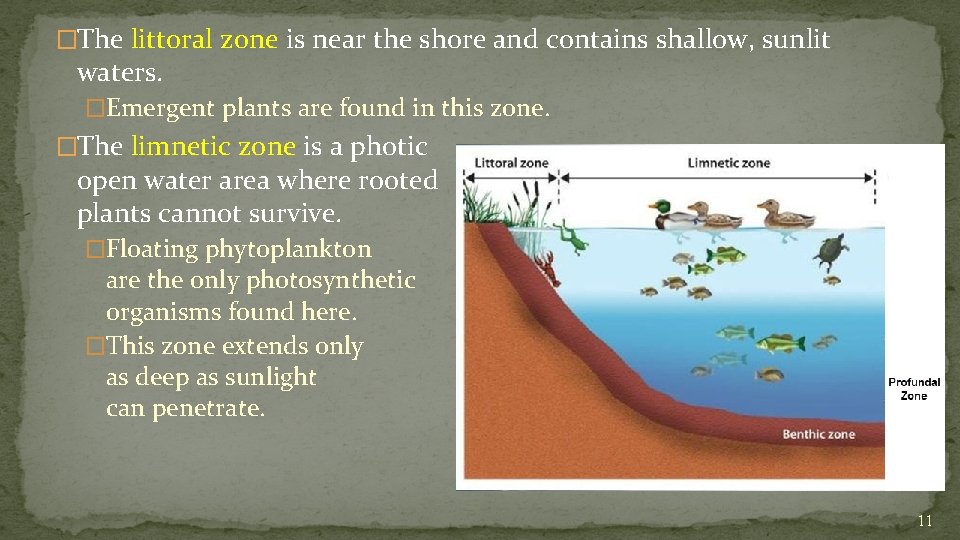 �The littoral zone is near the shore and contains shallow, sunlit waters. �Emergent plants