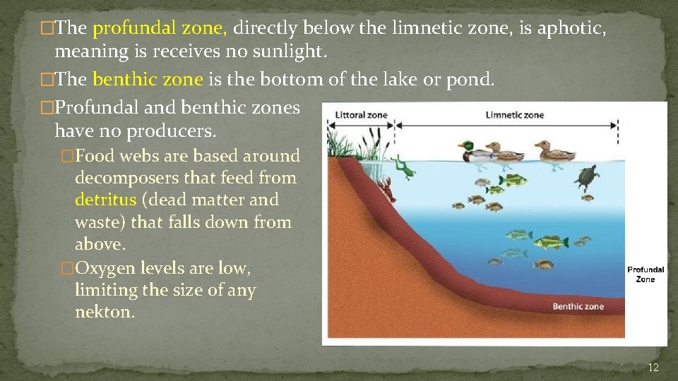 �The profundal zone, directly below the limnetic zone, is aphotic, meaning is receives no