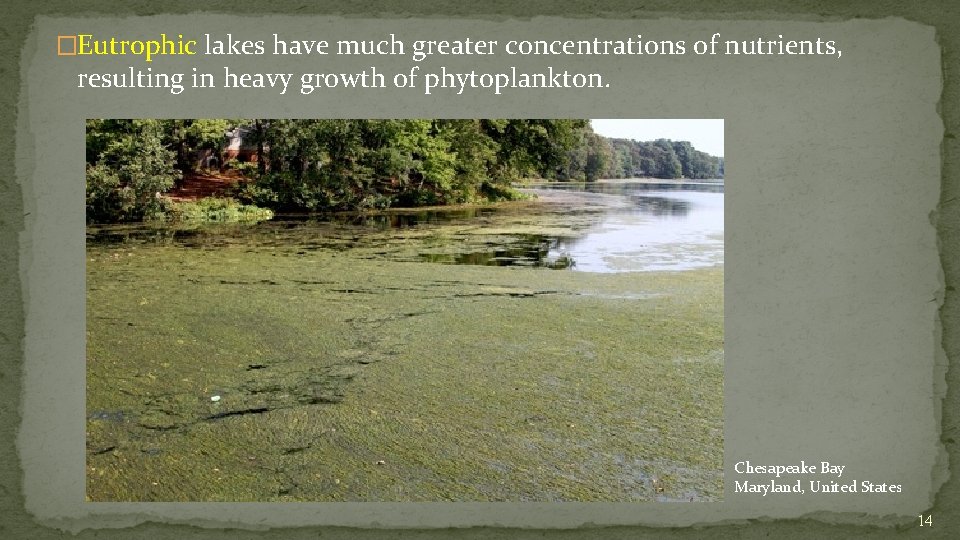 �Eutrophic lakes have much greater concentrations of nutrients, resulting in heavy growth of phytoplankton.