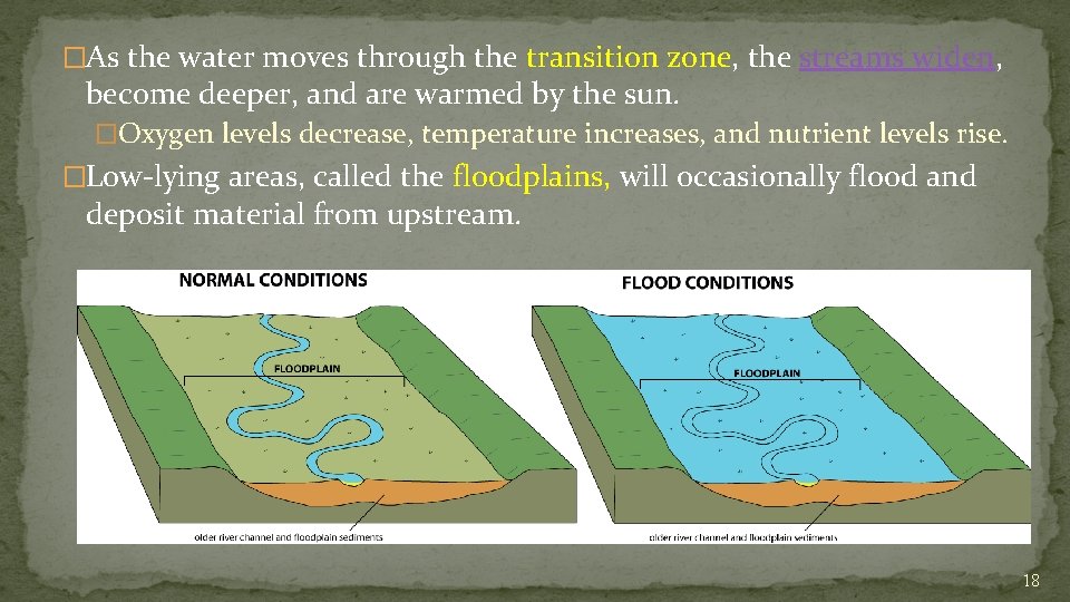 �As the water moves through the transition zone, the streams widen, become deeper, and