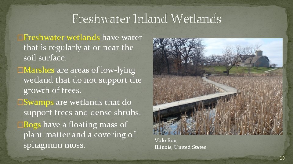 Freshwater Inland Wetlands �Freshwater wetlands have water that is regularly at or near the
