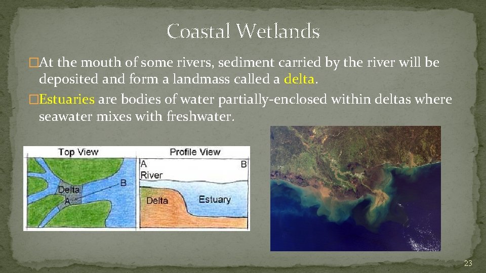 Coastal Wetlands �At the mouth of some rivers, sediment carried by the river will