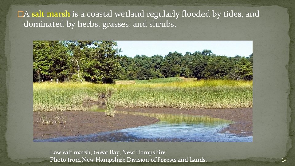 �A salt marsh is a coastal wetland regularly flooded by tides, and dominated by