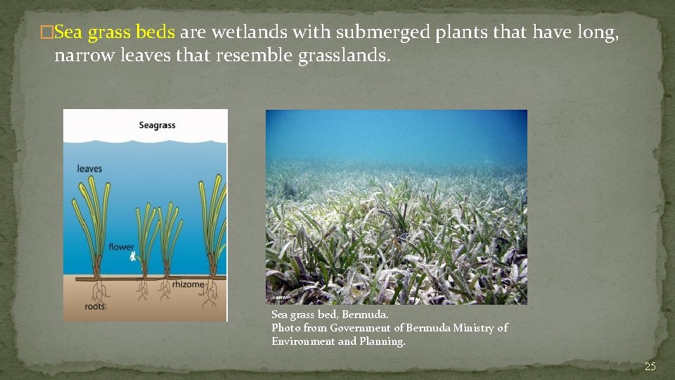 �Sea grass beds are wetlands with submerged plants that have long, narrow leaves that