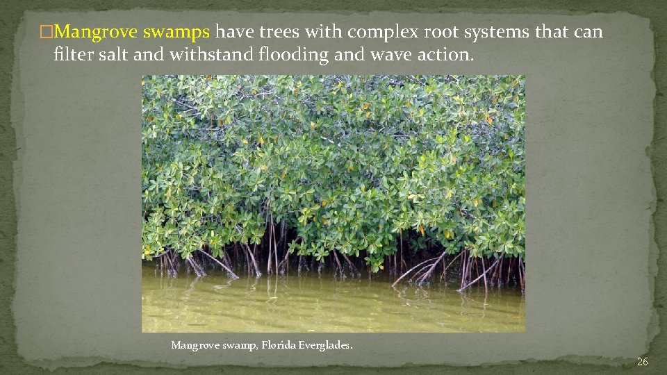 �Mangrove swamps have trees with complex root systems that can filter salt and withstand