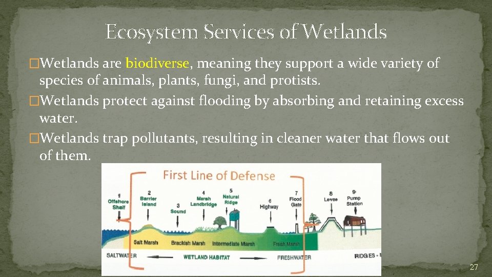 Ecosystem Services of Wetlands �Wetlands are biodiverse, meaning they support a wide variety of