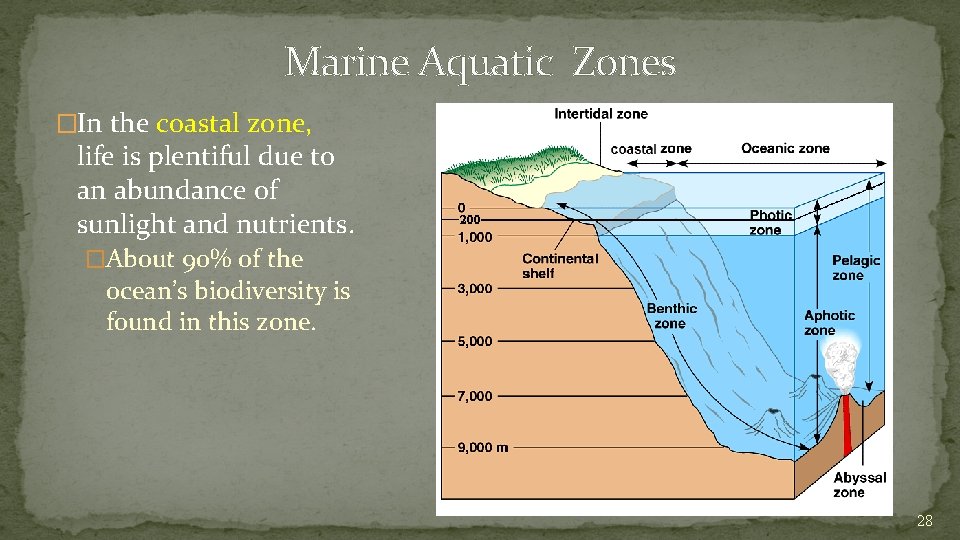 Marine Aquatic Zones �In the coastal zone, life is plentiful due to an abundance