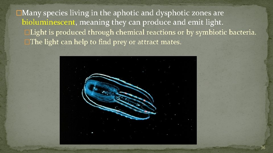 �Many species living in the aphotic and dysphotic zones are bioluminescent, meaning they can