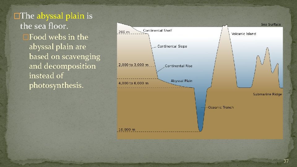 �The abyssal plain is the sea floor. �Food webs in the abyssal plain are