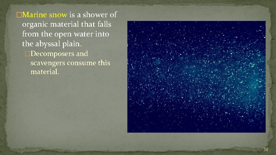 �Marine snow is a shower of organic material that falls from the open water
