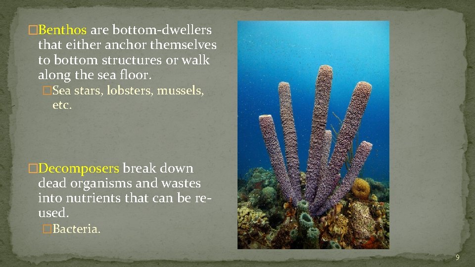 �Benthos are bottom-dwellers that either anchor themselves to bottom structures or walk along the