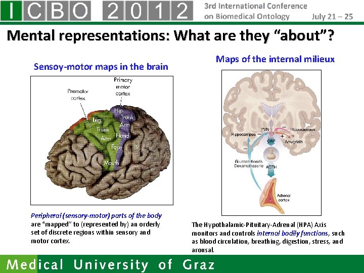 Mental representations: What are they “about”? Sensoy-motor maps in the brain Peripheral (sensory-motor) parts