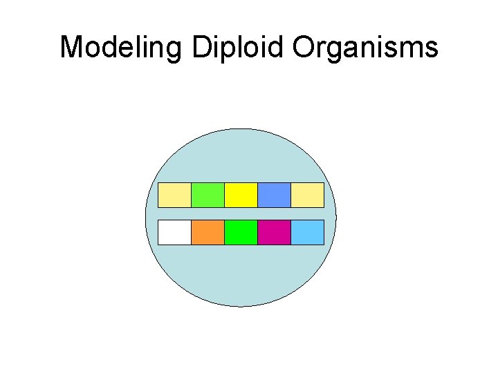 Modeling Diploid Organisms 
