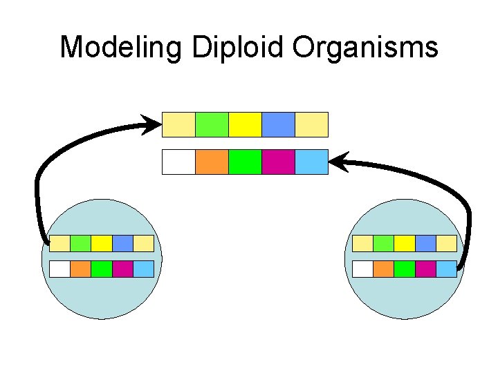 Modeling Diploid Organisms 