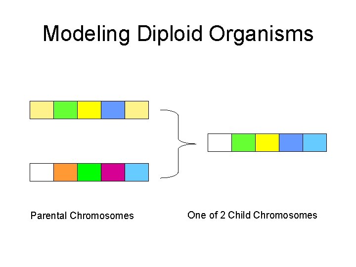 Modeling Diploid Organisms Parental Chromosomes One of 2 Child Chromosomes 