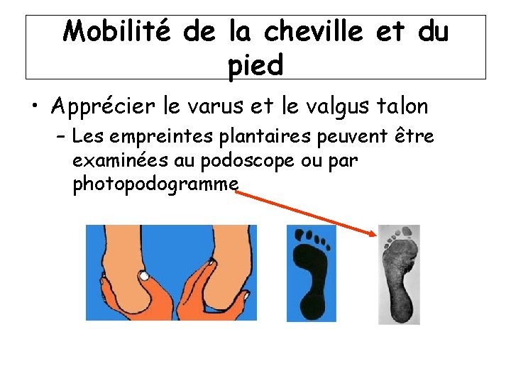 Mobilité de la cheville et du pied • Apprécier le varus et le valgus