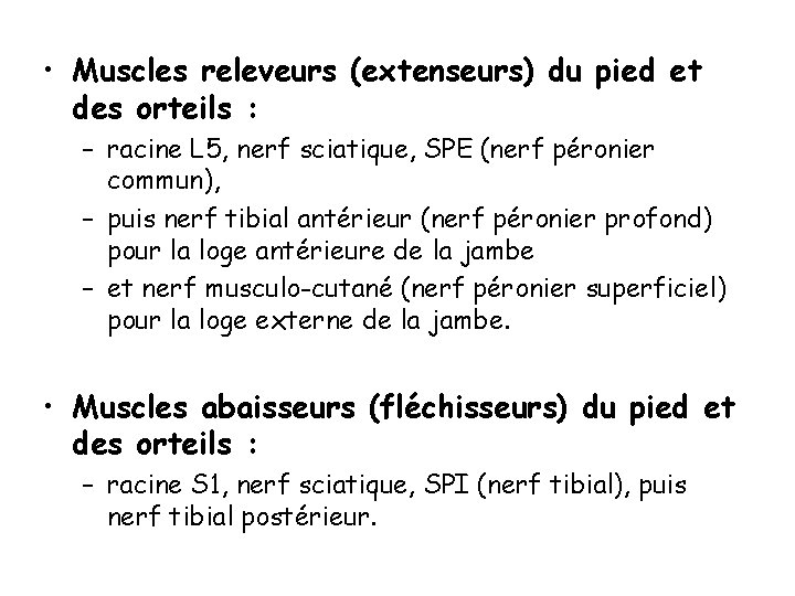  • Muscles releveurs (extenseurs) du pied et des orteils : – racine L