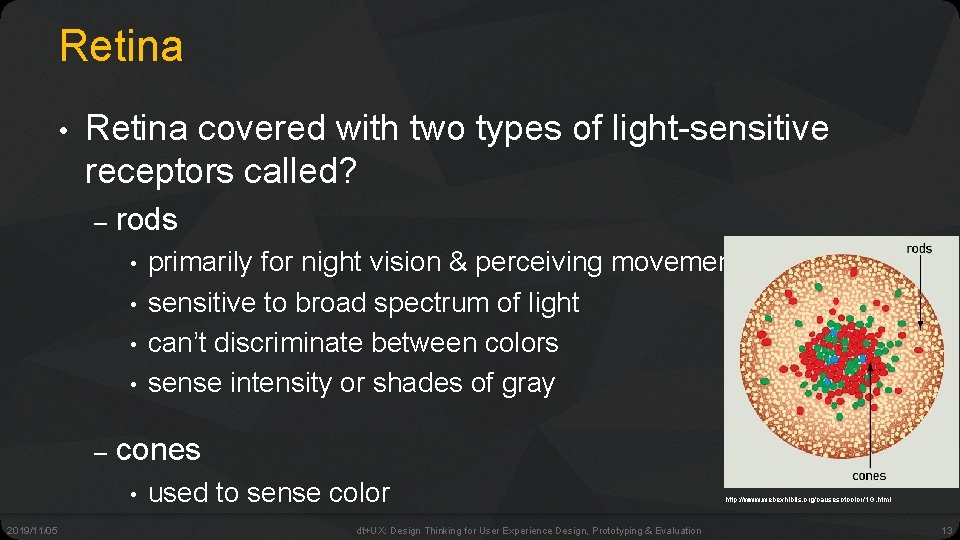 Retina • Retina covered with two types of light-sensitive receptors called? – rods •