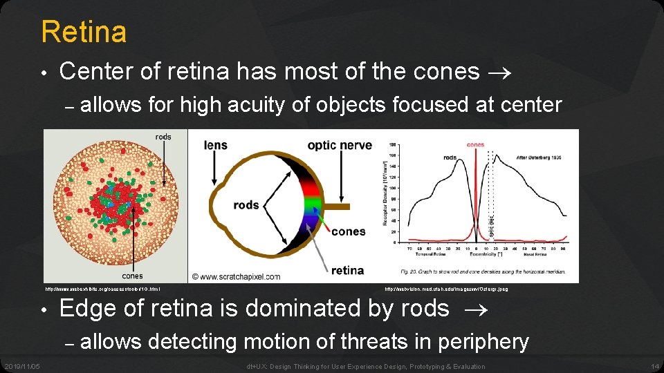 Retina • Center of retina has most of the cones – allows for high