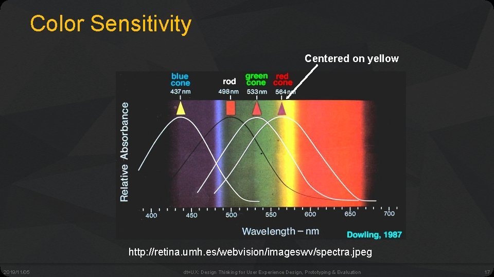 Color Sensitivity Centered on yellow http: //retina. umh. es/webvision/imageswv/spectra. jpeg 2019/11/05 dt+UX: Design Thinking