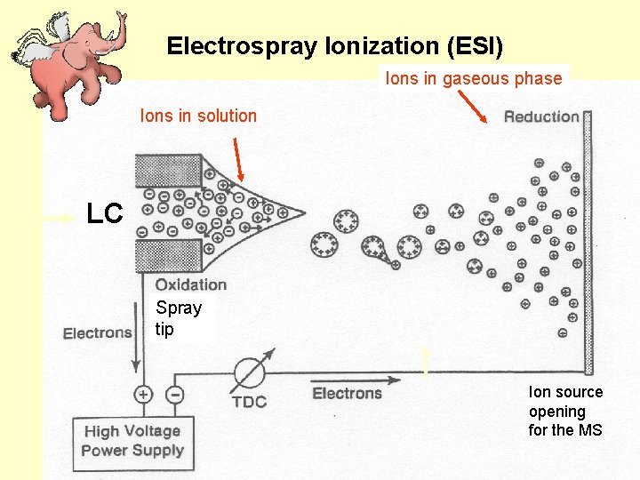 Electrospray Ionization (ESI) Ions in gaseous phase Ions in solution LC Spray tip Ion