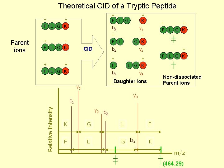 Theoretical CID of a Tryptic Peptide + + F L G K + K