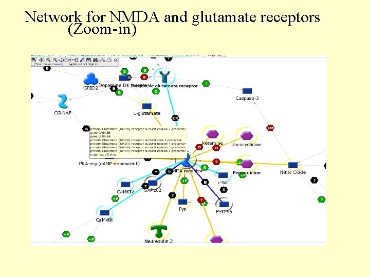 Network for NMDA and glutamate receptors (Zoom-in) 