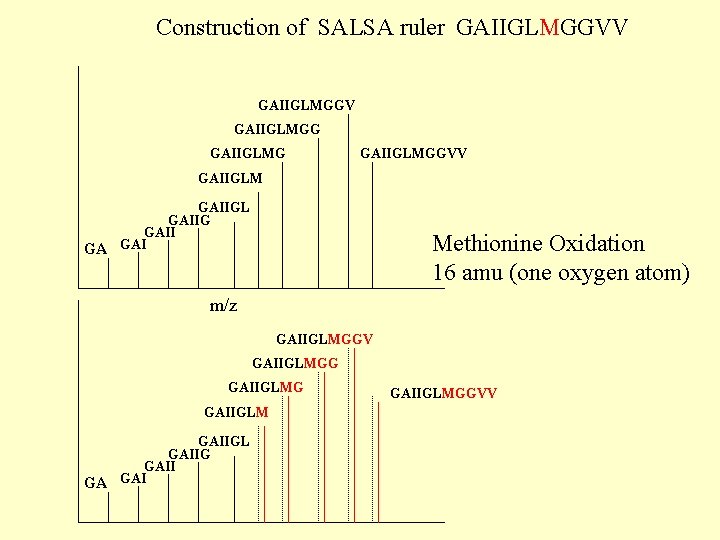 Construction of SALSA ruler GAIIGLMGGVV GAIIGLMGGVV GAIIGLM GAIIGL GAIIG GAII GA GAI Methionine Oxidation