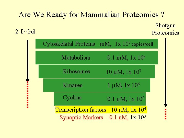 Are We Ready for Mammalian Proteomics ? Shotgun Proteomics 2 -D Gel Cytoskelatal Proteins