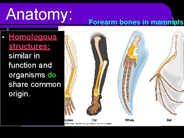 Anatomy: § Homologous structures: similar in function and organisms do share common origin. Forearm