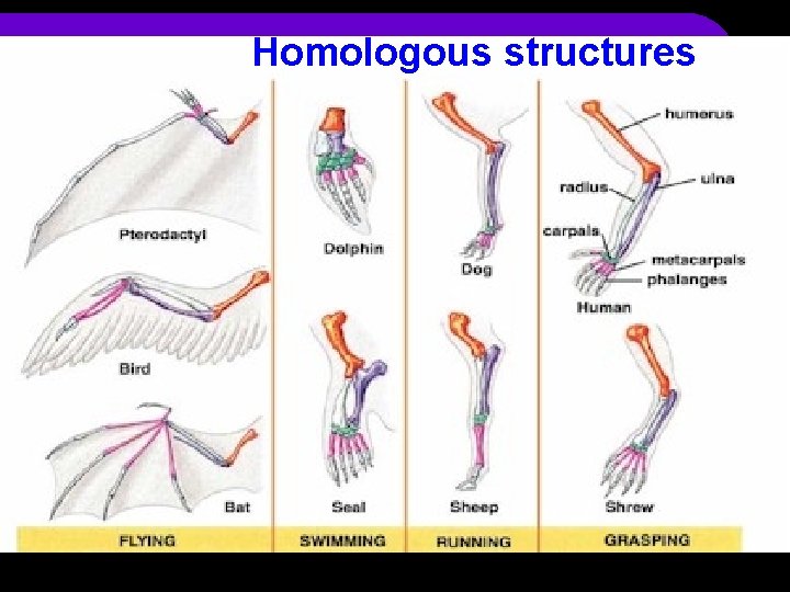 Homologous structures 