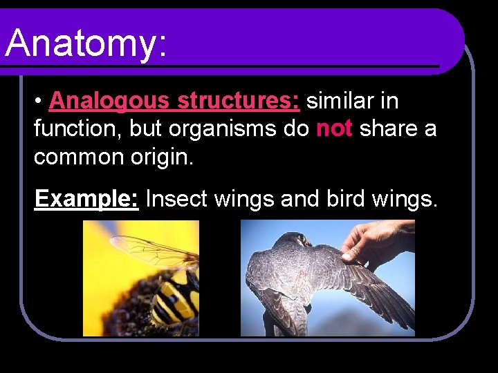 Anatomy: • Analogous structures: similar in function, but organisms do not share a common