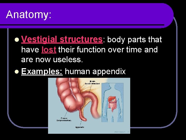 Anatomy: l Vestigial structures: body parts that have lost their function over time and