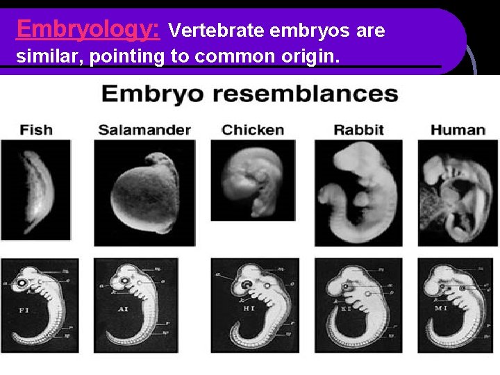 Embryology: Vertebrate embryos are similar, pointing to common origin. 