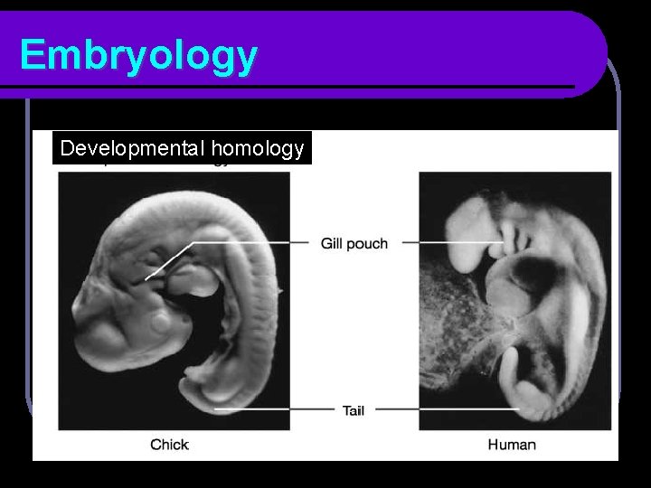 Embryology Developmental homology 
